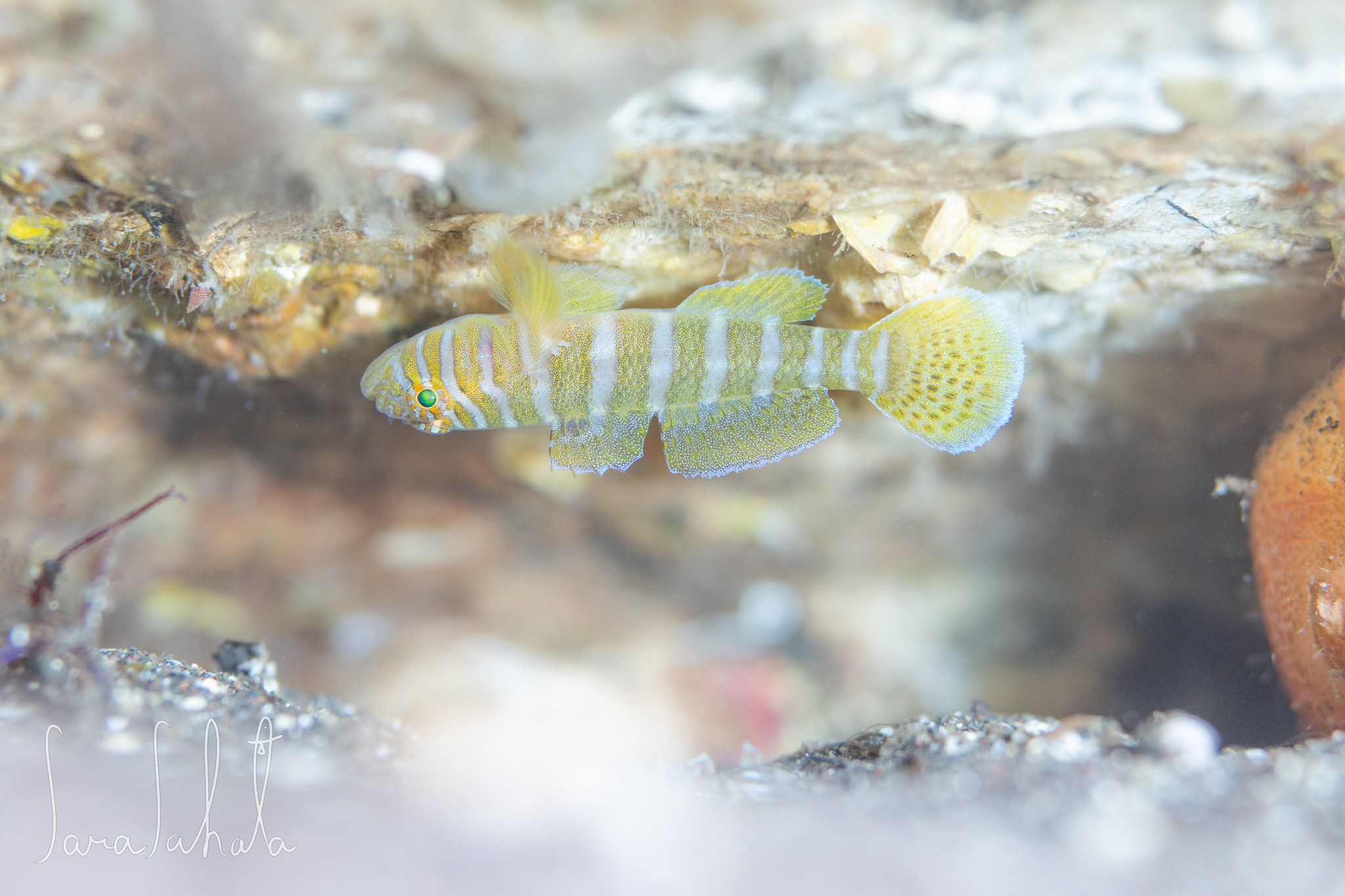 2022/2/5　大瀬崎　-10m