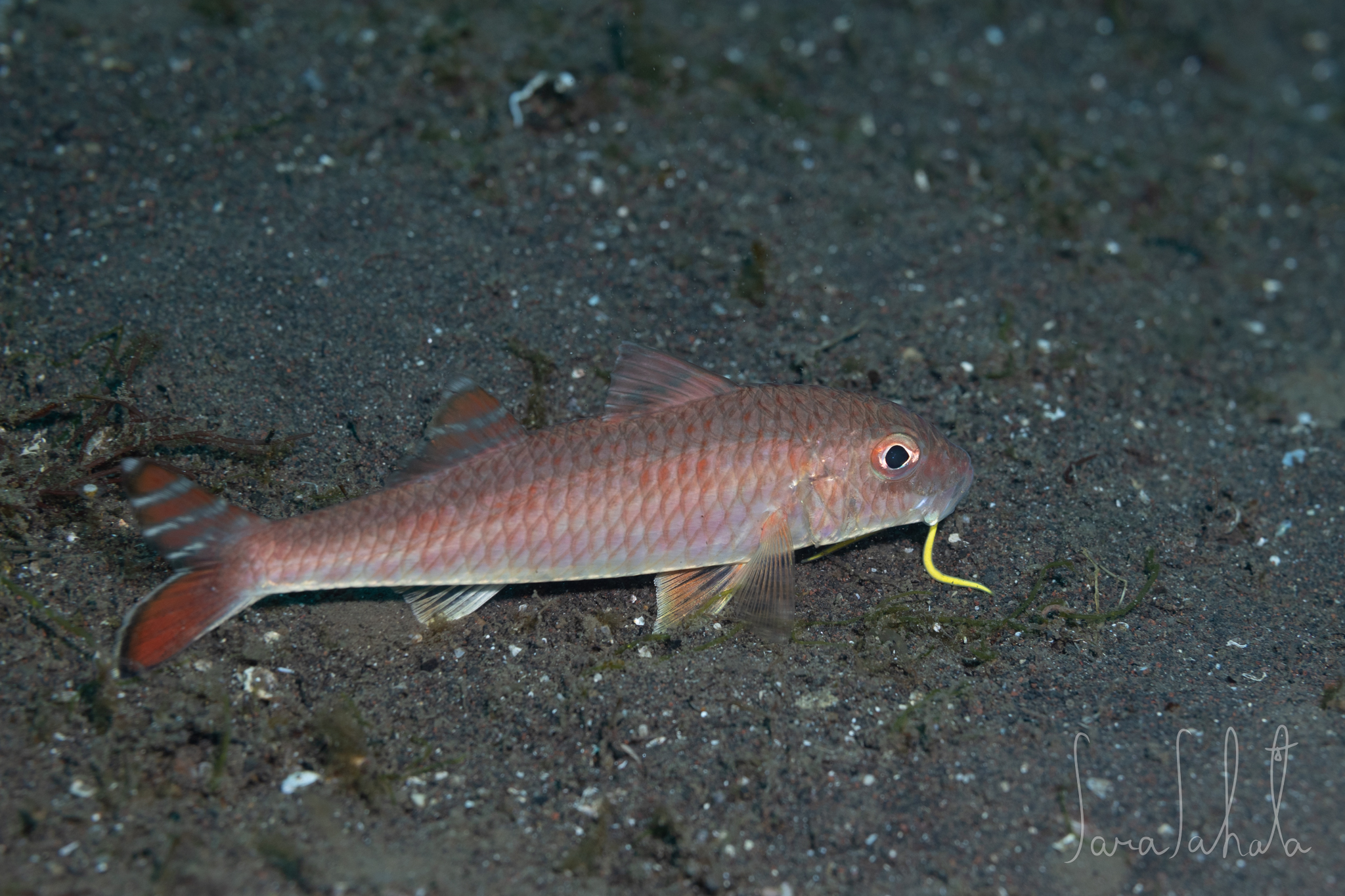 2024/4/28　大瀬崎　-15m