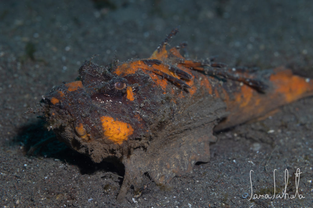 2024/4/28　大瀬崎　-20m