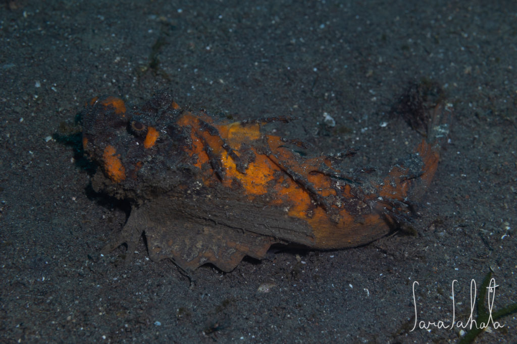 2024/4/28　大瀬崎　-20m