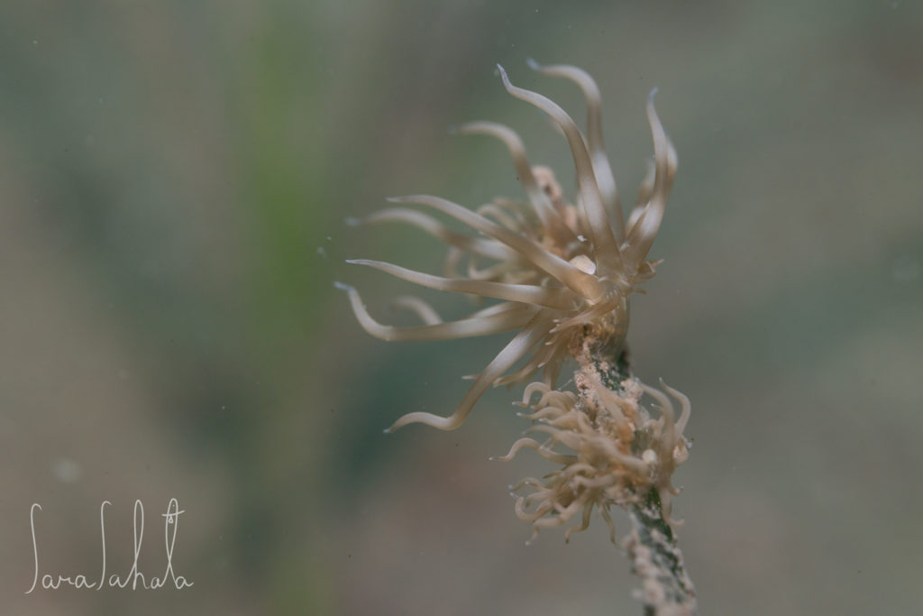 2024/11/3　周防大島　-3m