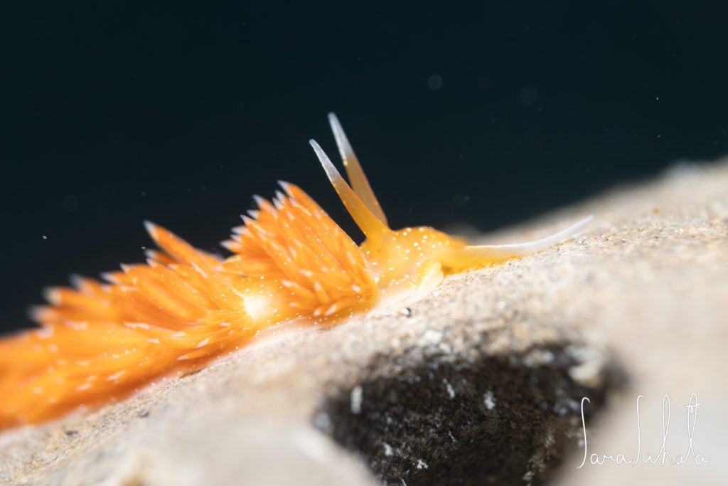 2024/12/29　葉山　-3m