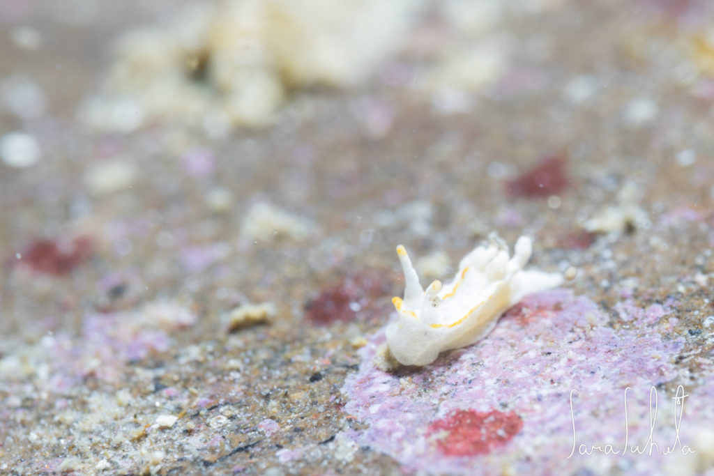 2024/12/29　葉山　-3m