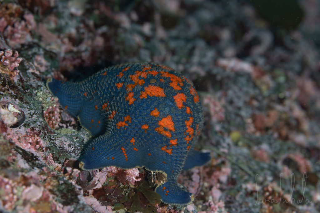 2025/1/25　南三陸　-8m