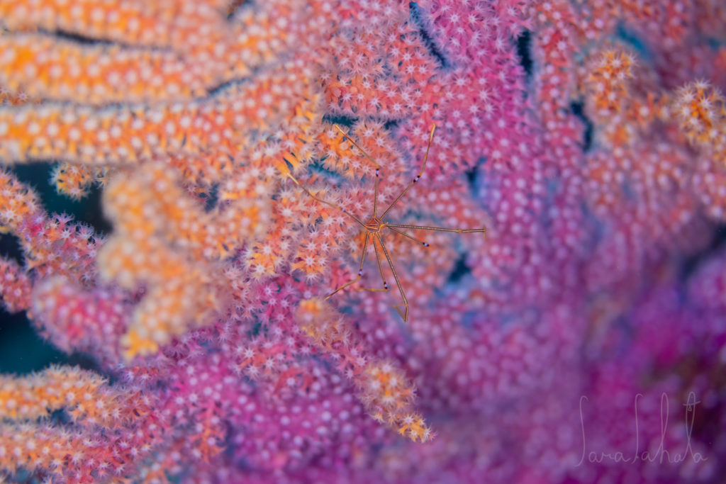 2025/3/20　赤沢　-20m