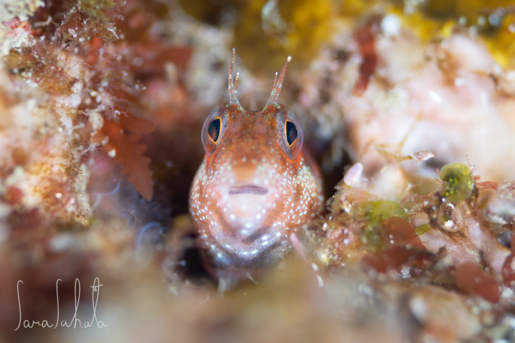 2025/3/20　赤沢　-10m