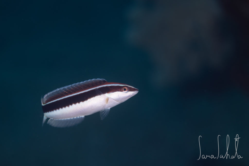 2025/3/20　赤沢　-40m