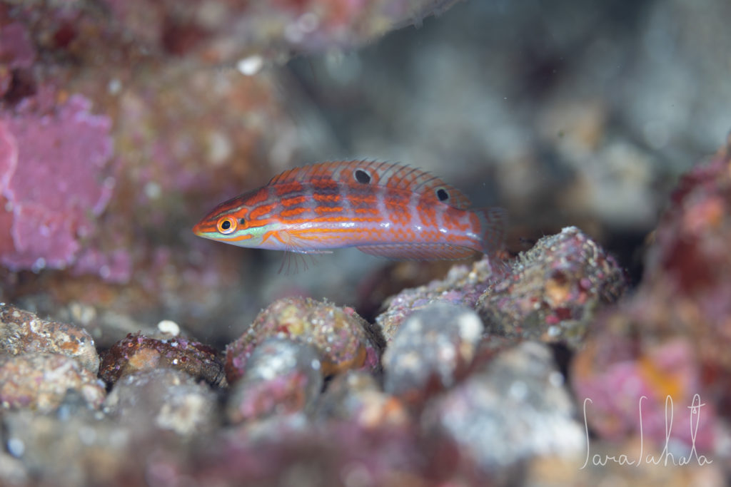 2025/3/20　赤沢　-25m