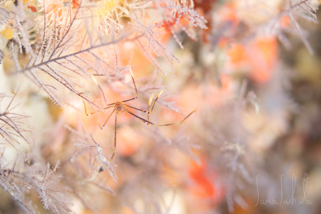 2025/3/20　赤沢　-10m