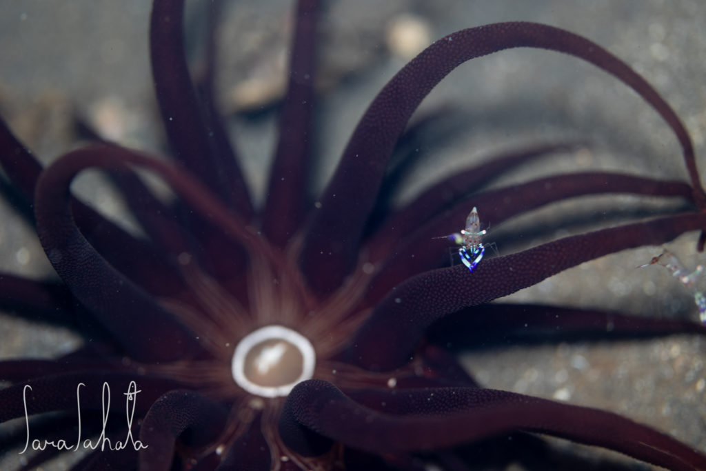 2024/10/2　熱海　-30m