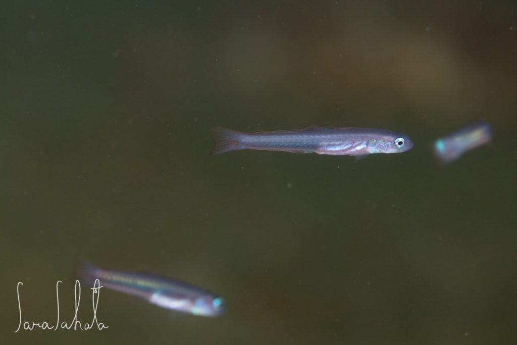 2024/10/2　熱海　-30m