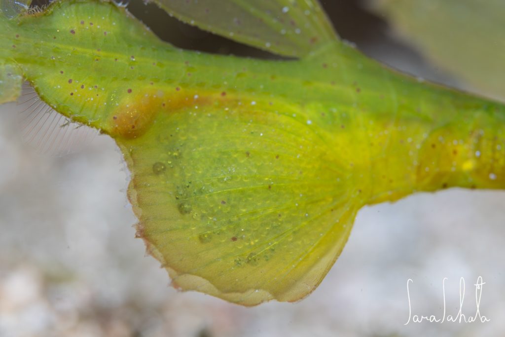 2025/6/22　黄金崎　-10m