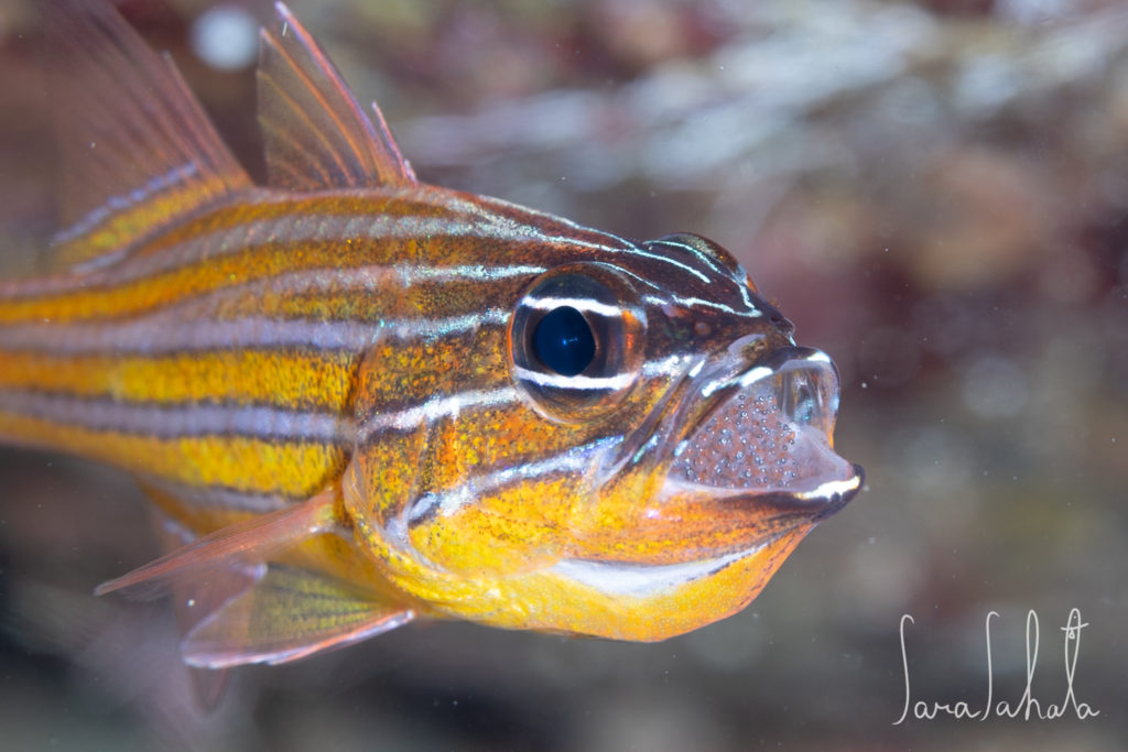 2025/6/22　黄金崎　-10m