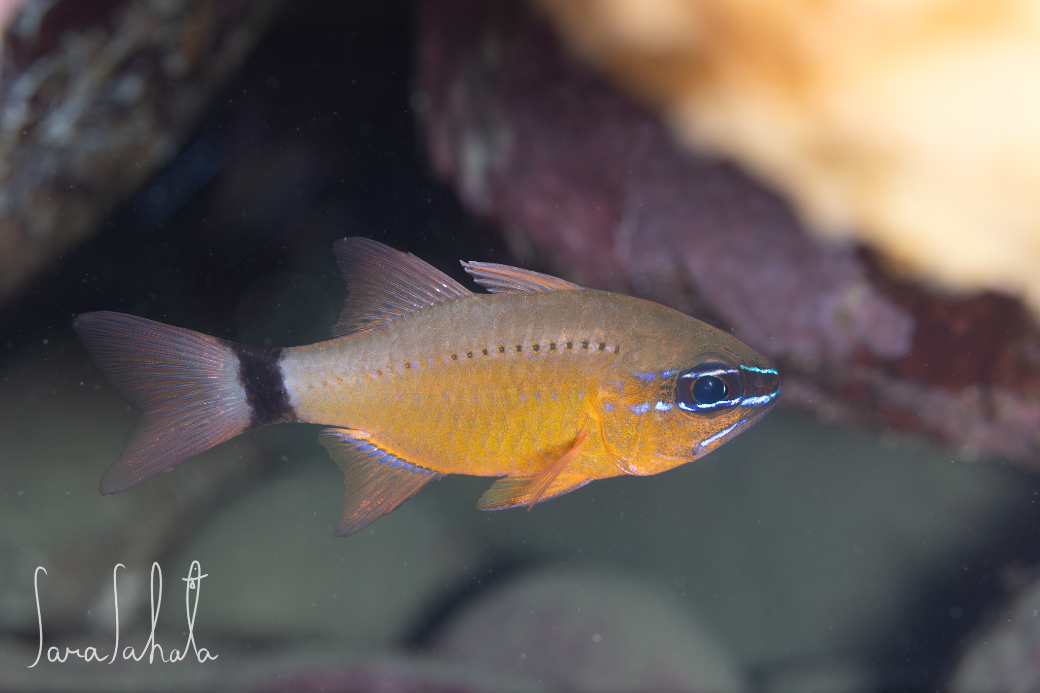 2025/6/22　黄金崎　-10m