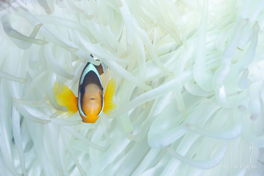 2025/6/22　黄金崎　-10m