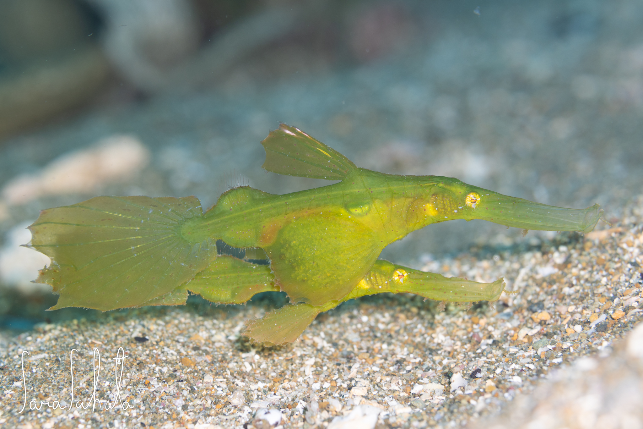 2025/6/22　黄金崎　-10m