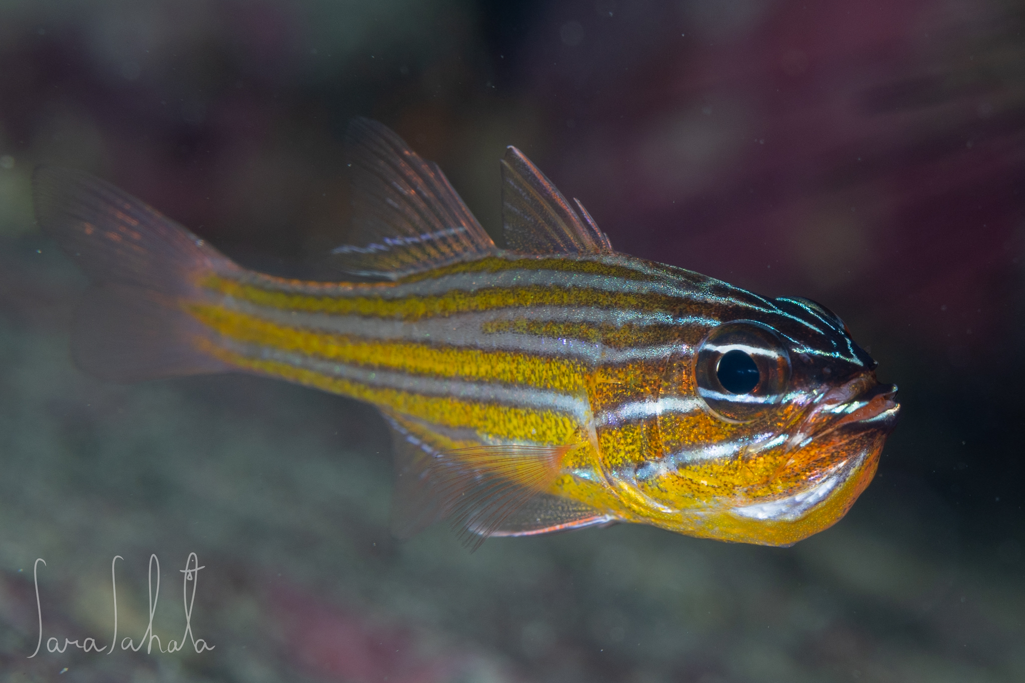 2025/6/22　黄金崎　-10m