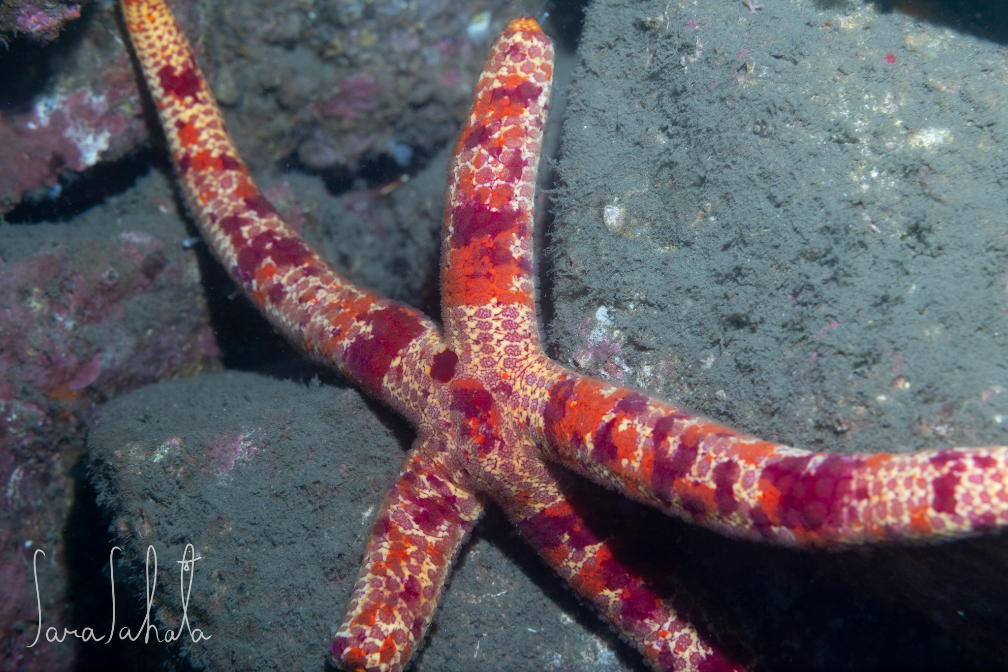 2025/7/11　獅子浜　-35m