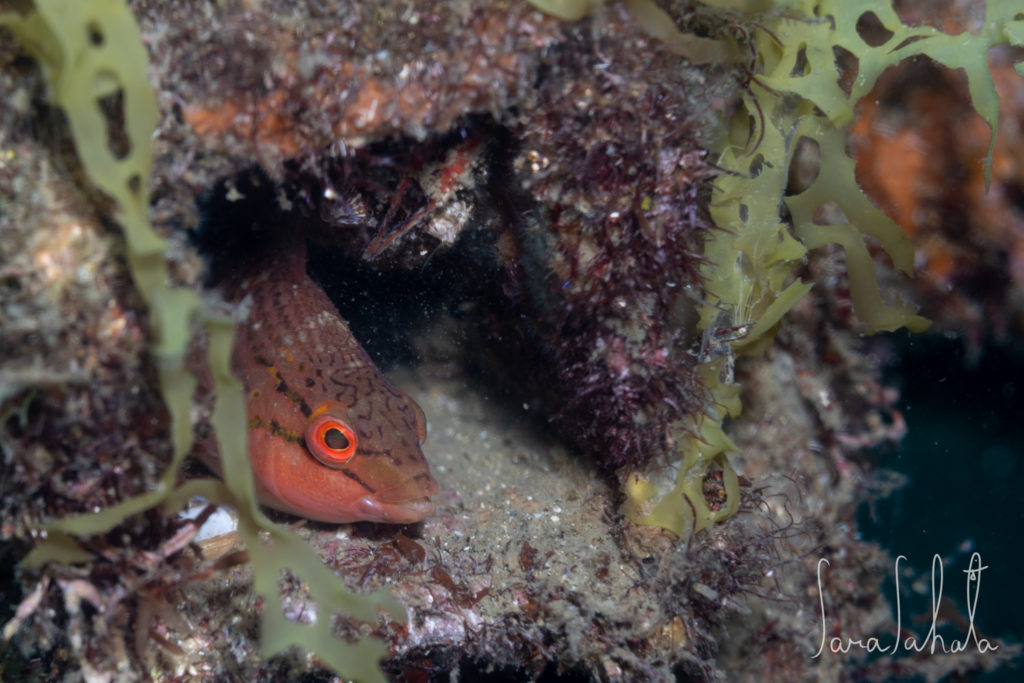 2025/7/11　獅子浜　-5m