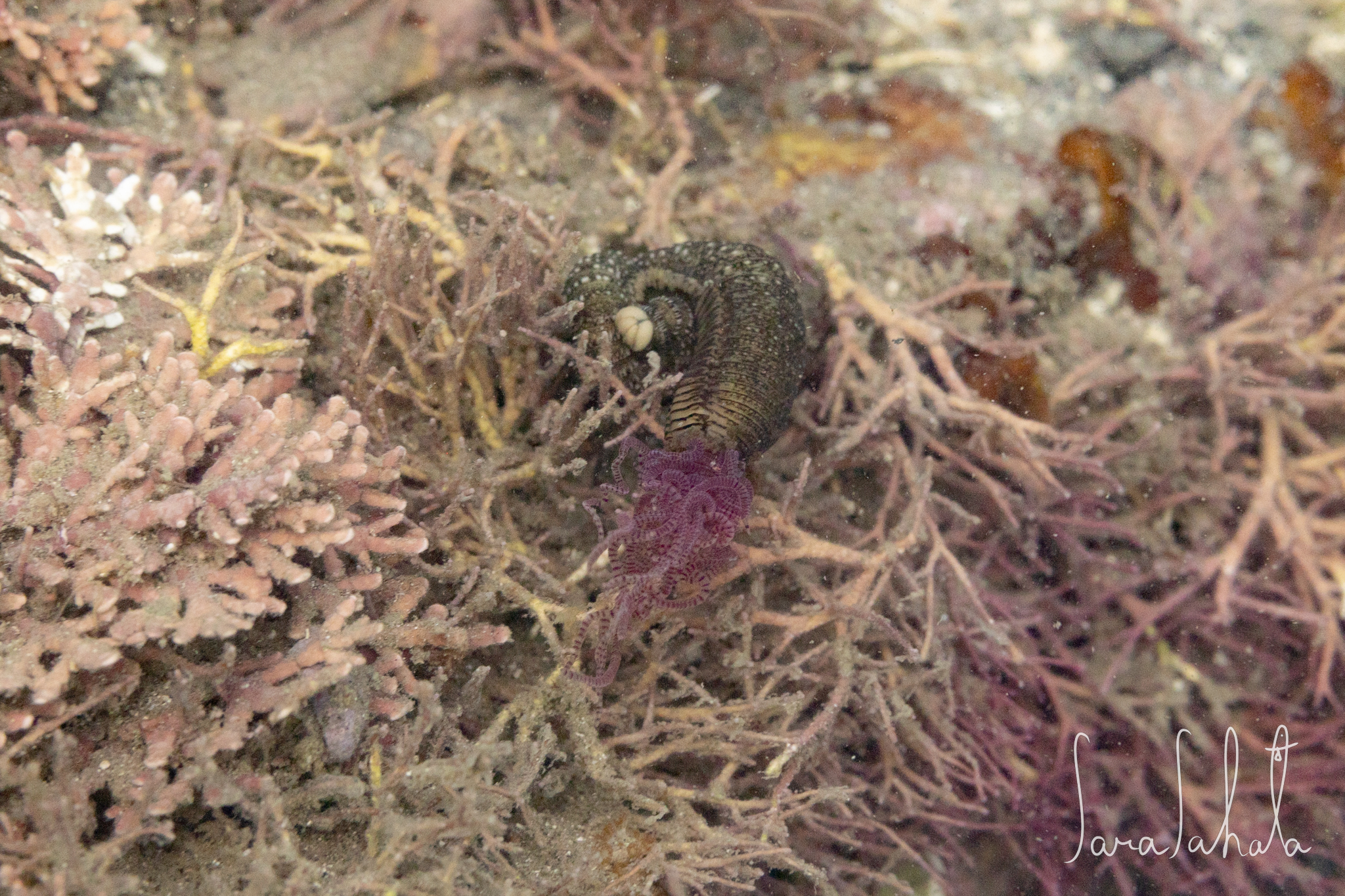 2025/7/26　葉山　-2m