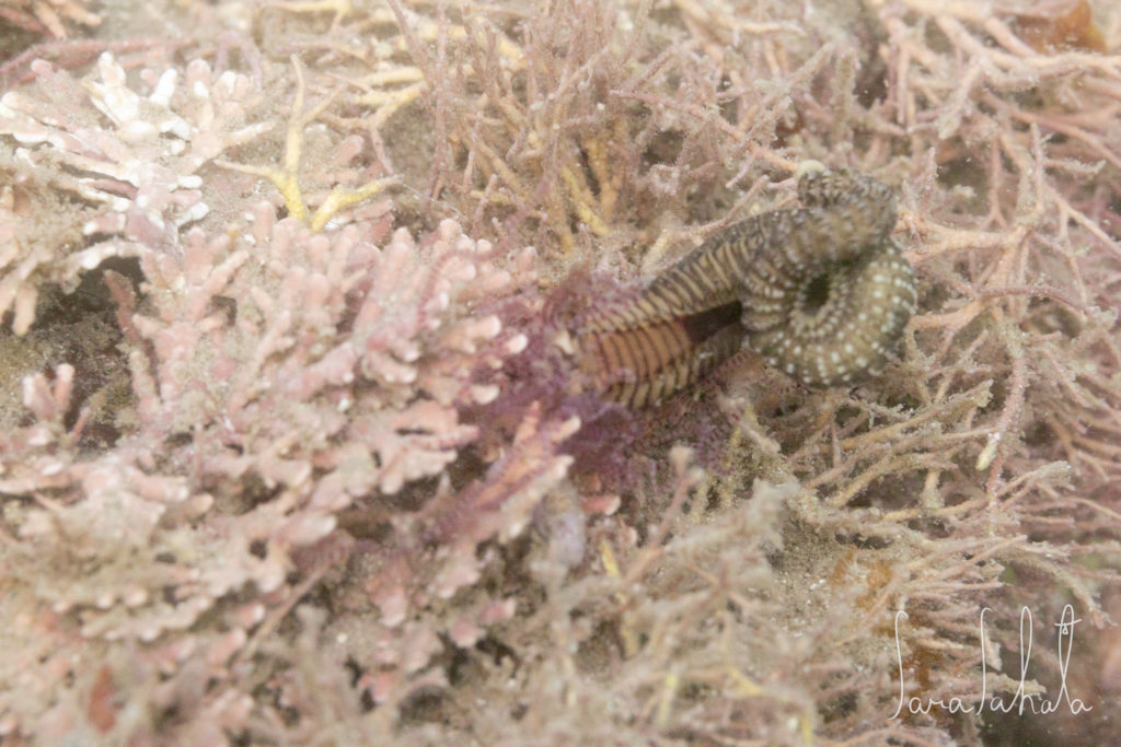 2025/7/26　葉山　-2m