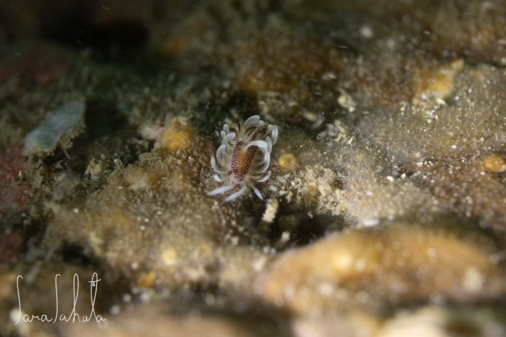 2025/7/26　葉山　-2m