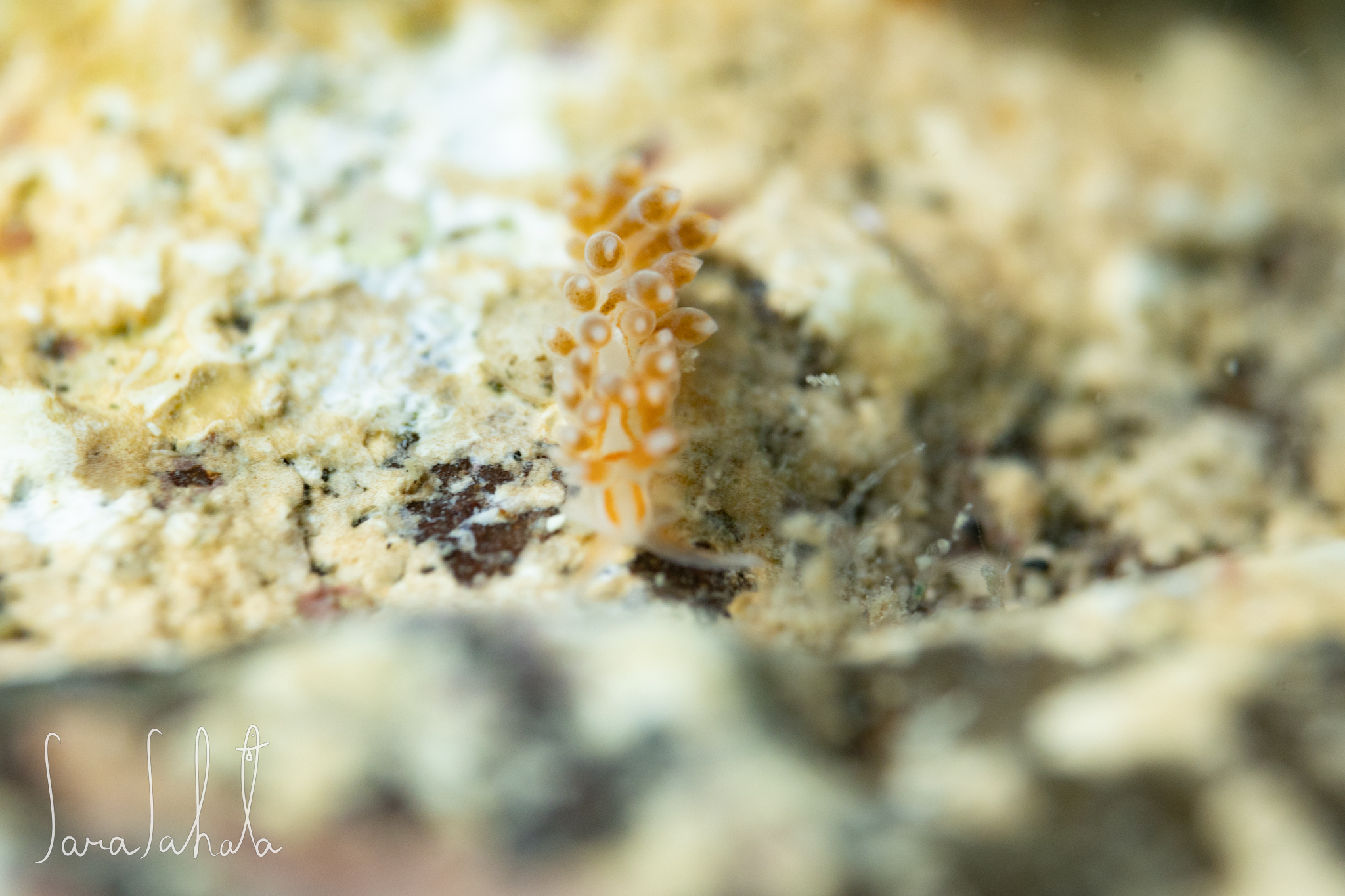 2025/7/26　葉山　-2m