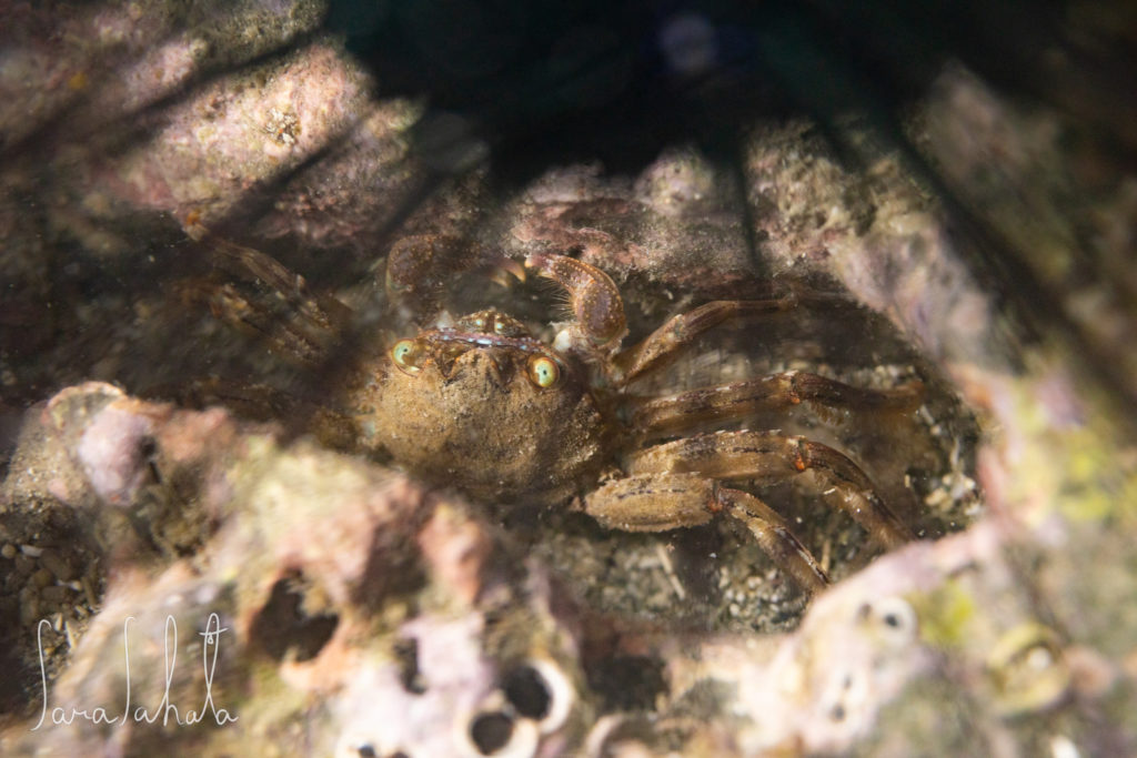 2025/7/26　葉山　-2m