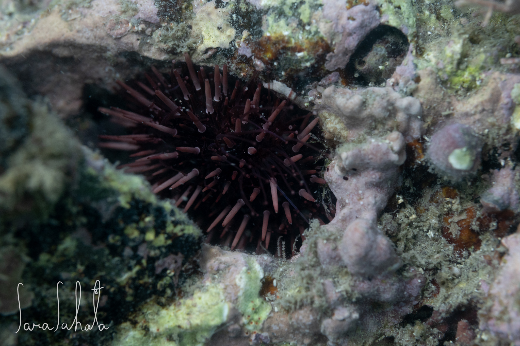 2025/7/26　葉山　-2m