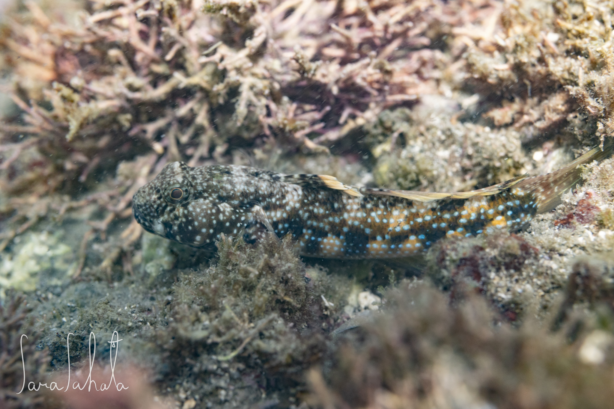 2025/7/26　葉山　-2m