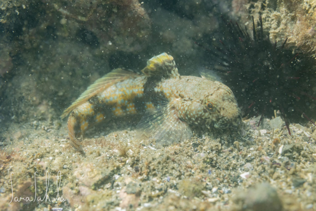 2025/7/26　葉山　-2m