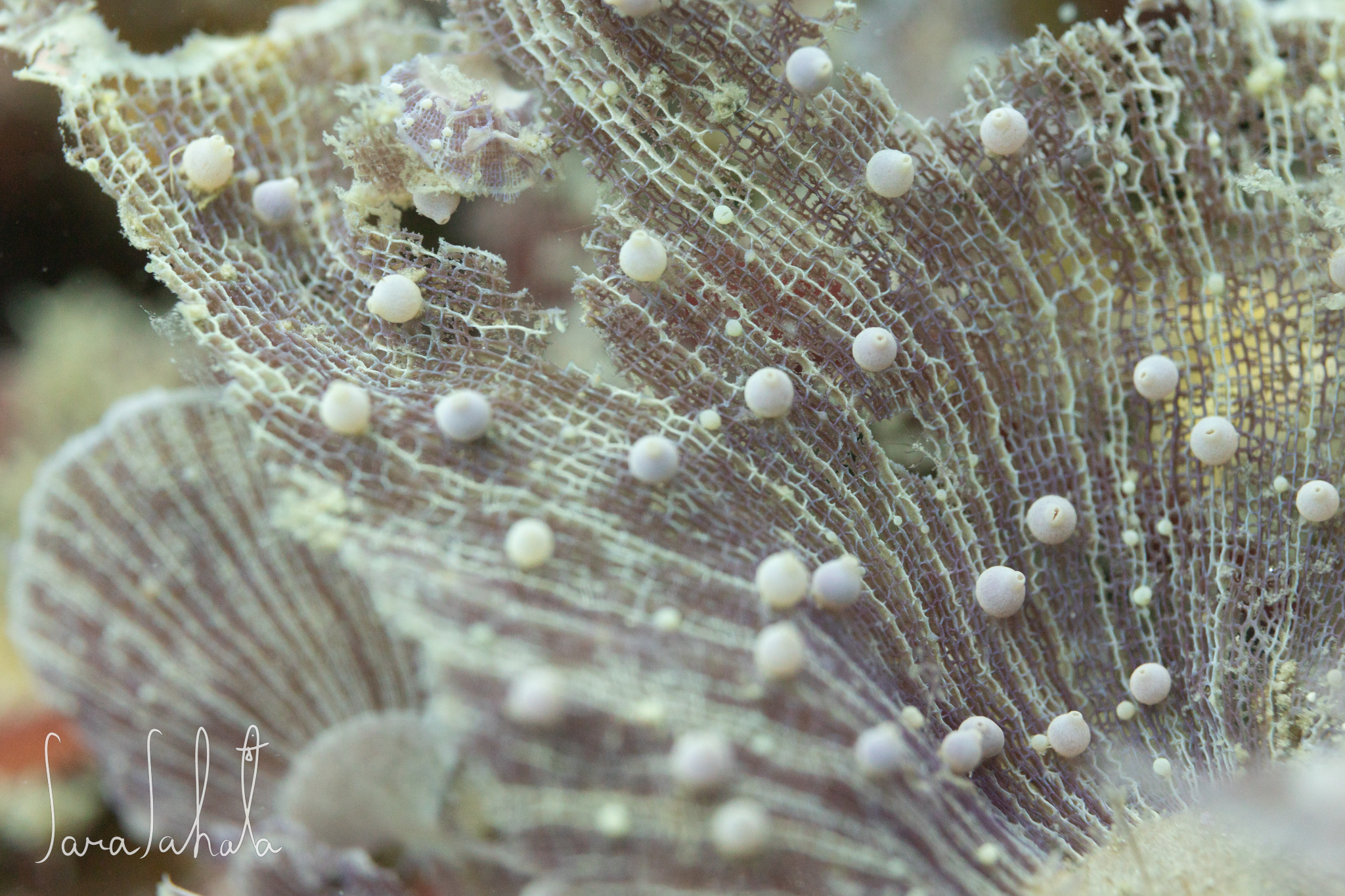 2025/7/26　葉山　-10m