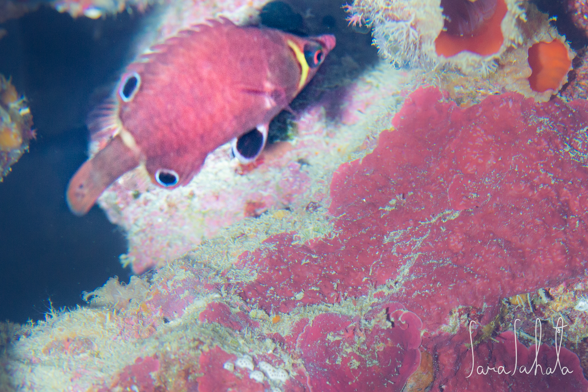 2021/7/31　真栄田岬　-5m