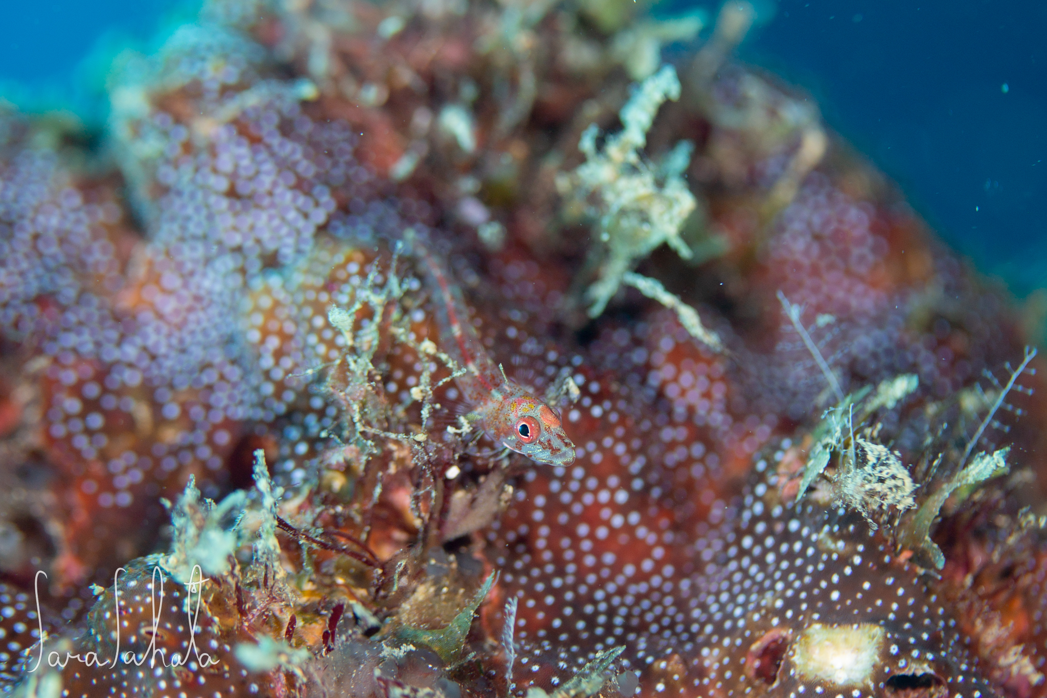 2021/7/30　真栄田岬　-10m