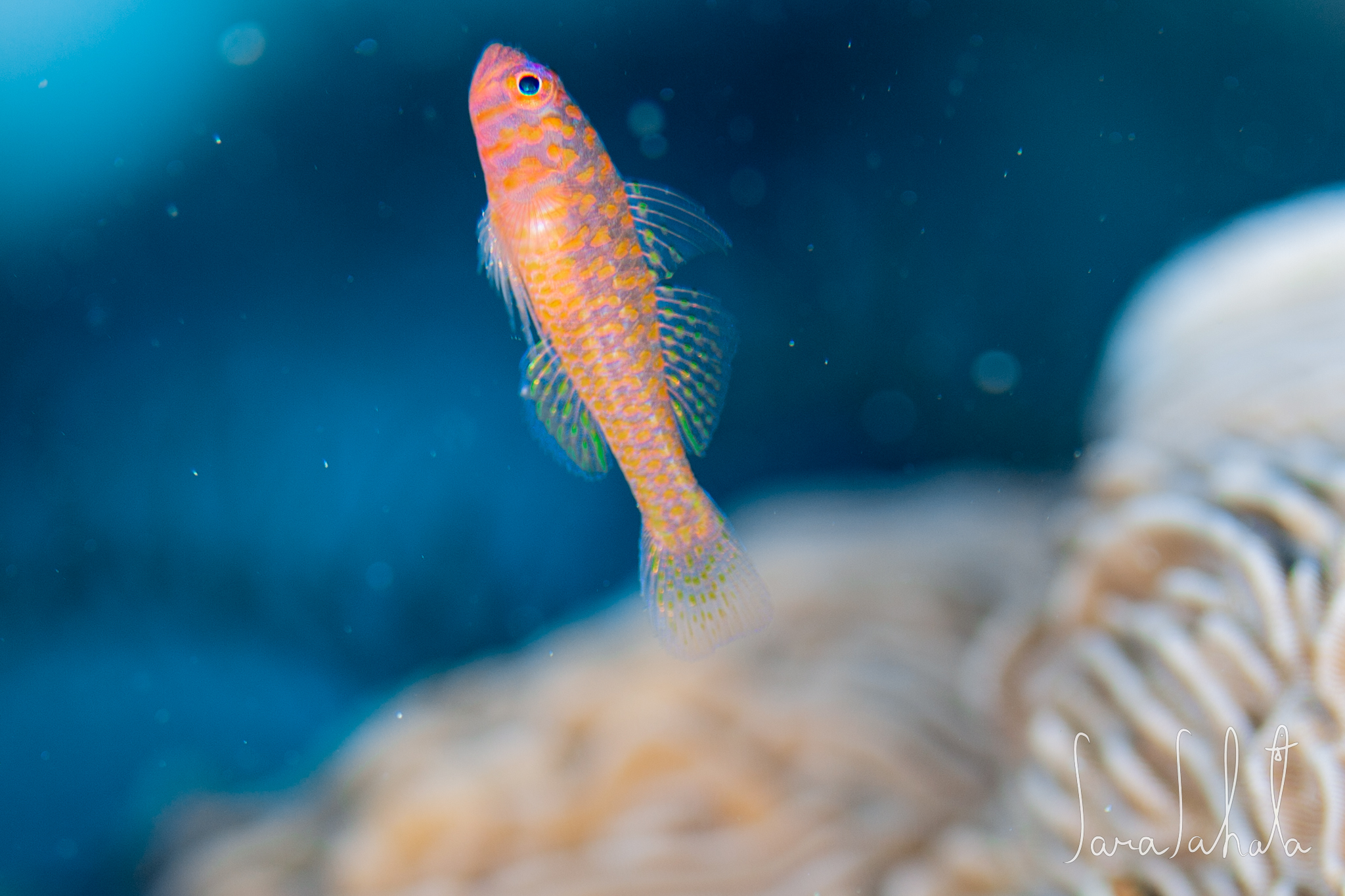 2021/7/30　真栄田岬　-10m