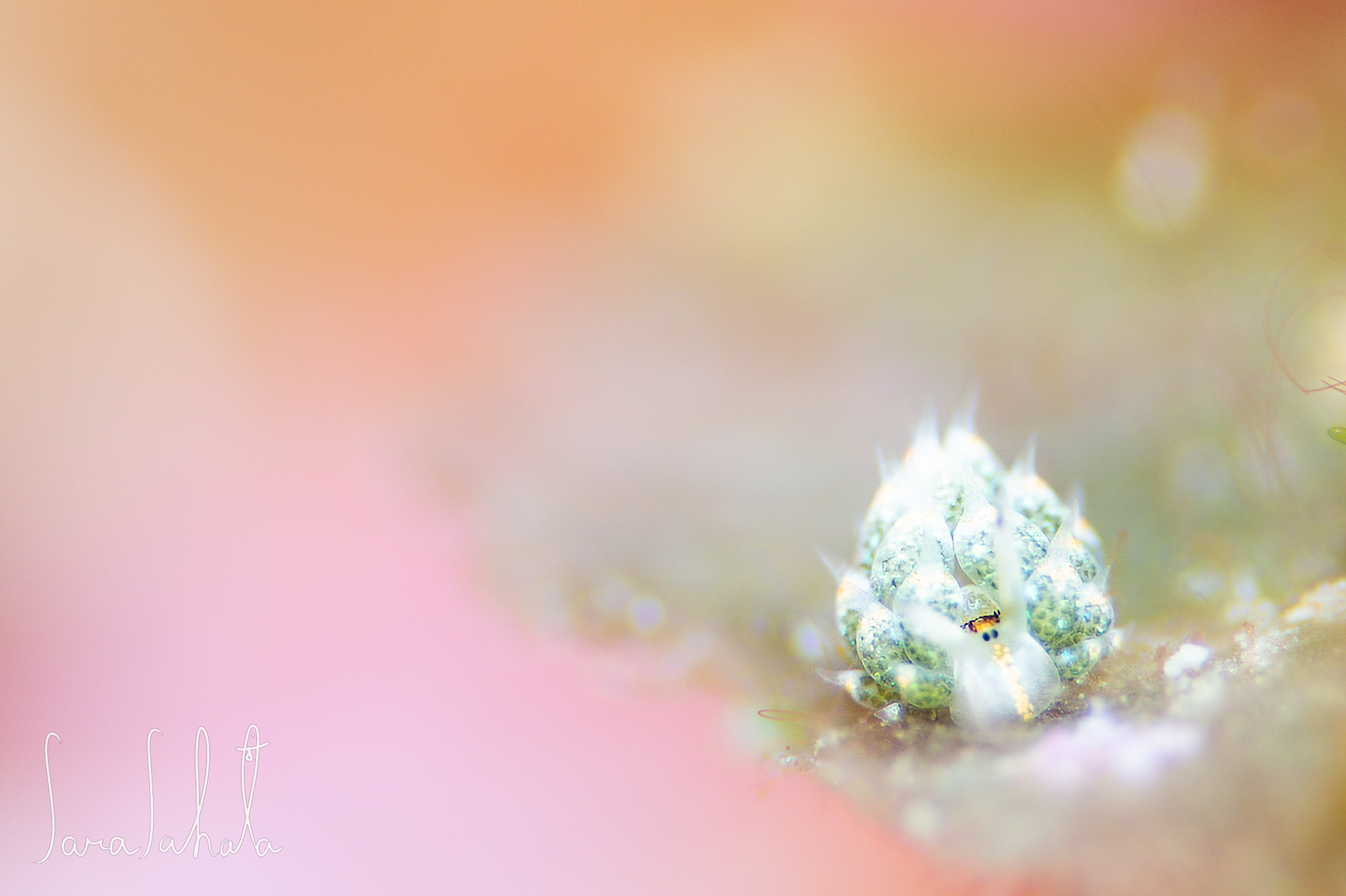 2021/7/30　真栄田岬　-10m