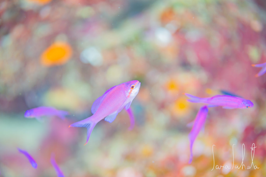 2021/7/30　真栄田岬　-10m