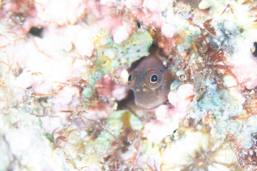 2021/7/30　真栄田岬　-10m