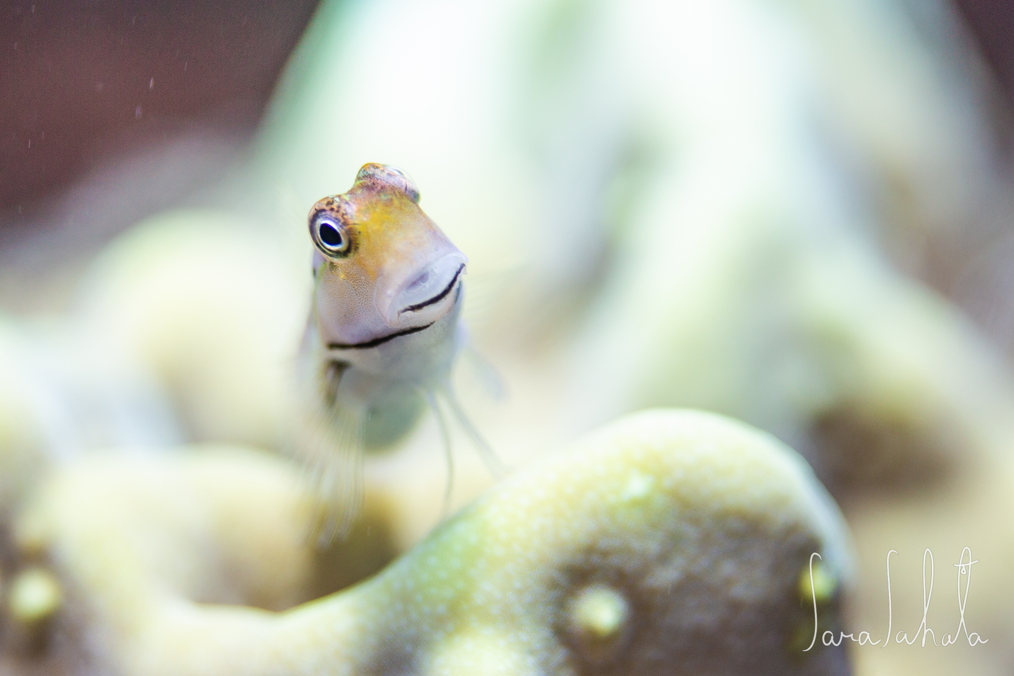 2021/7/30　真栄田岬　-10m
