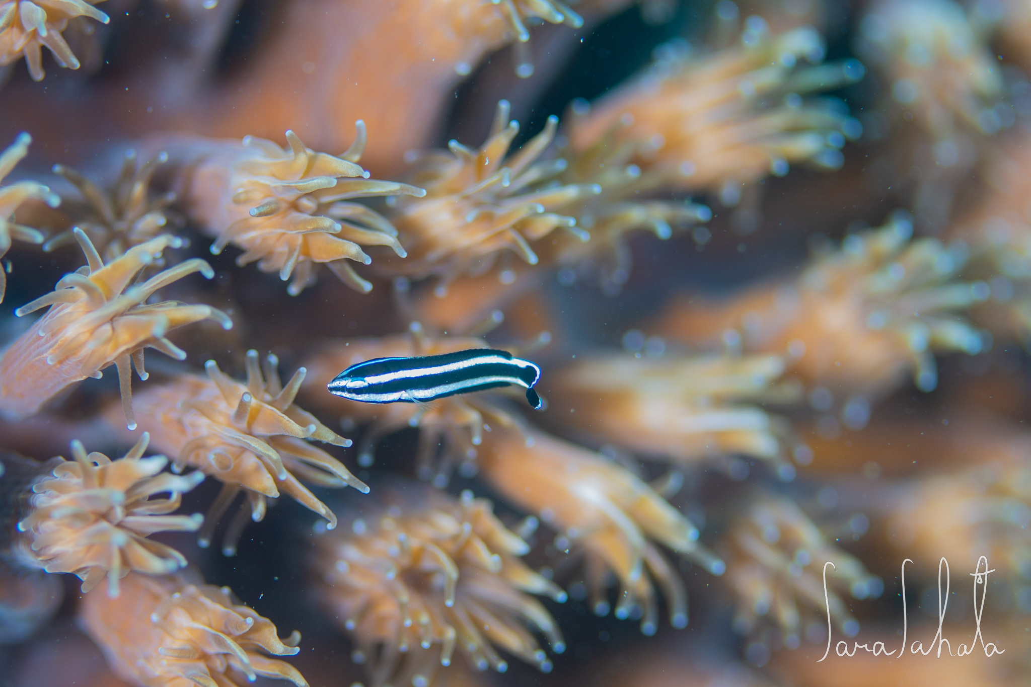 2021/7/30　真栄田岬　-10m