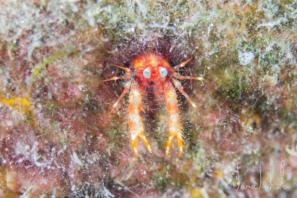 2021/7/30　真栄田岬　-10m