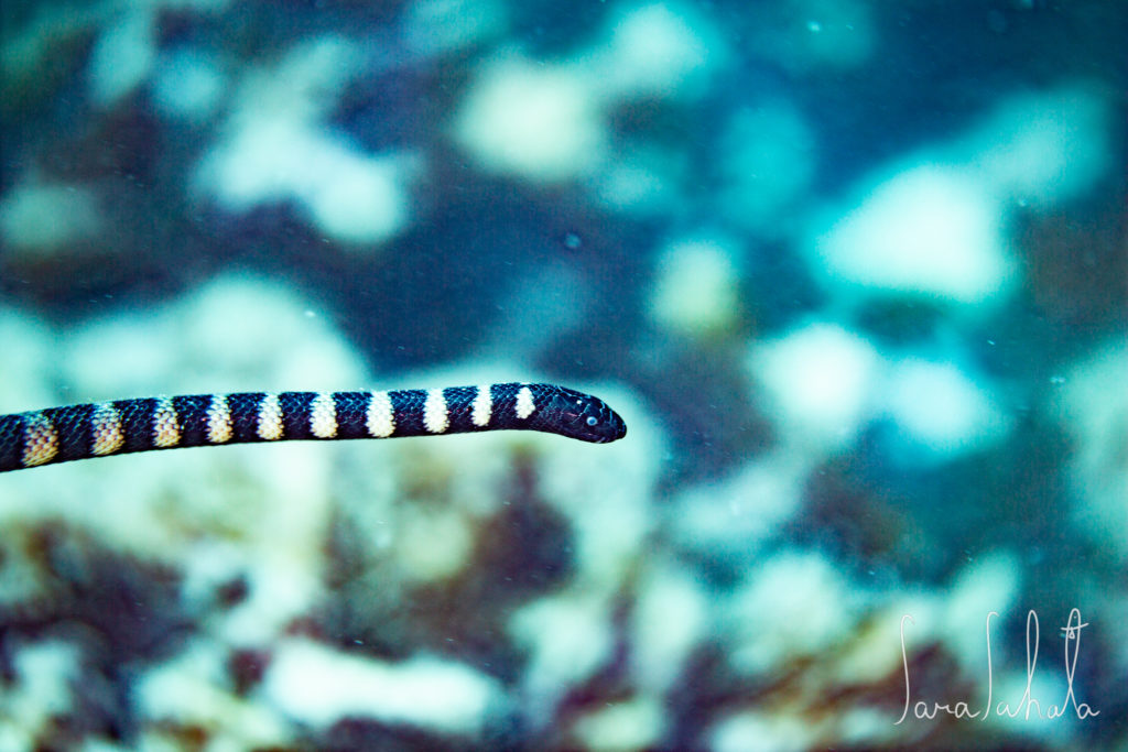 2021/7/30　真栄田岬　-10m