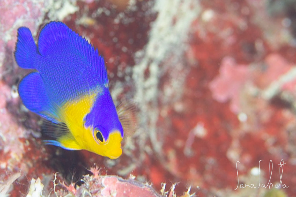 2021/7/31　真栄田岬　-10m