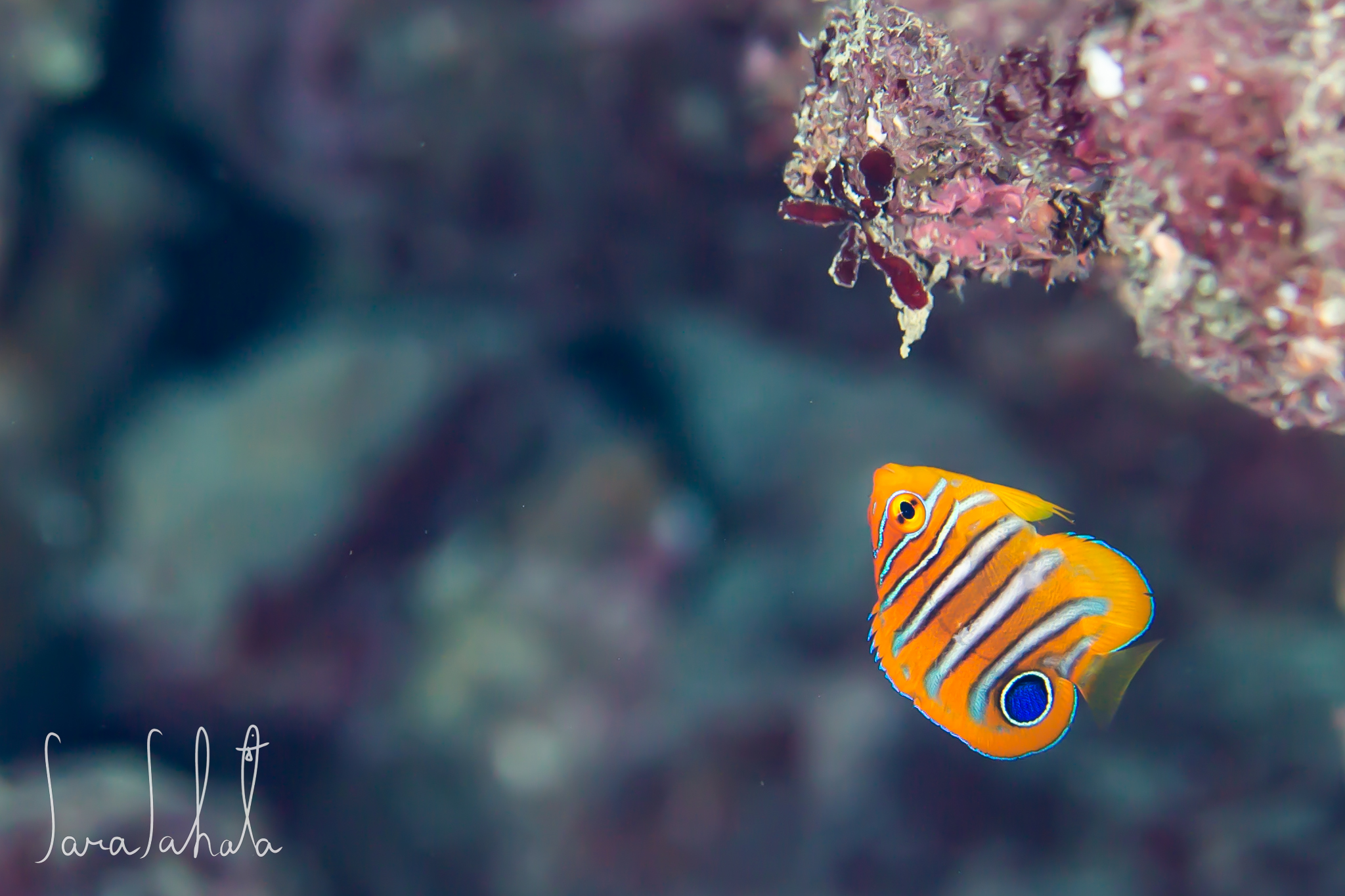 2021/7/31　真栄田岬　-10m