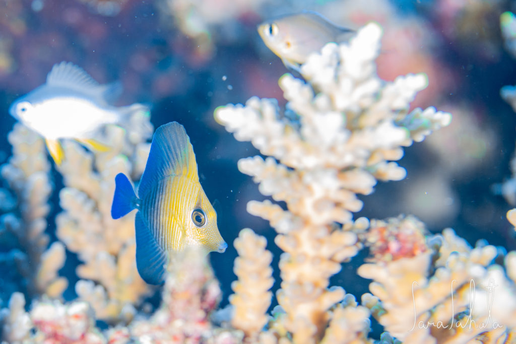 2021/7/31　真栄田岬　-10m