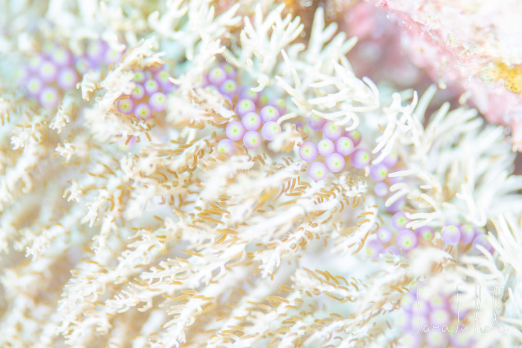 2021/7/30　真栄田岬　-10m