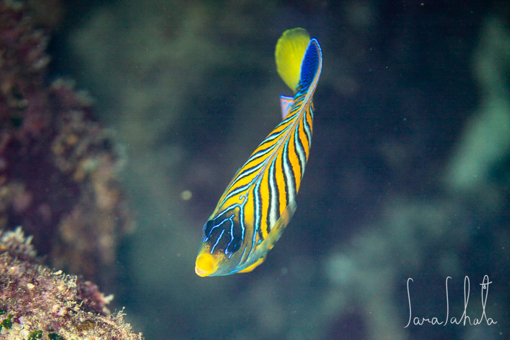 2021/7/31 真栄田岬 -10m