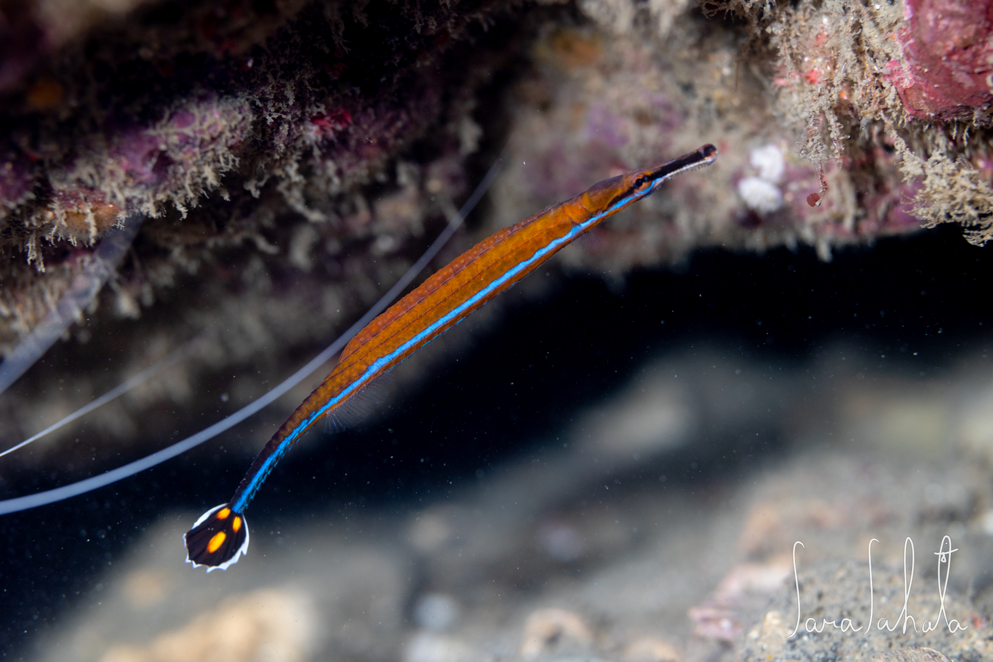 2025/9/15　坂田　-5m