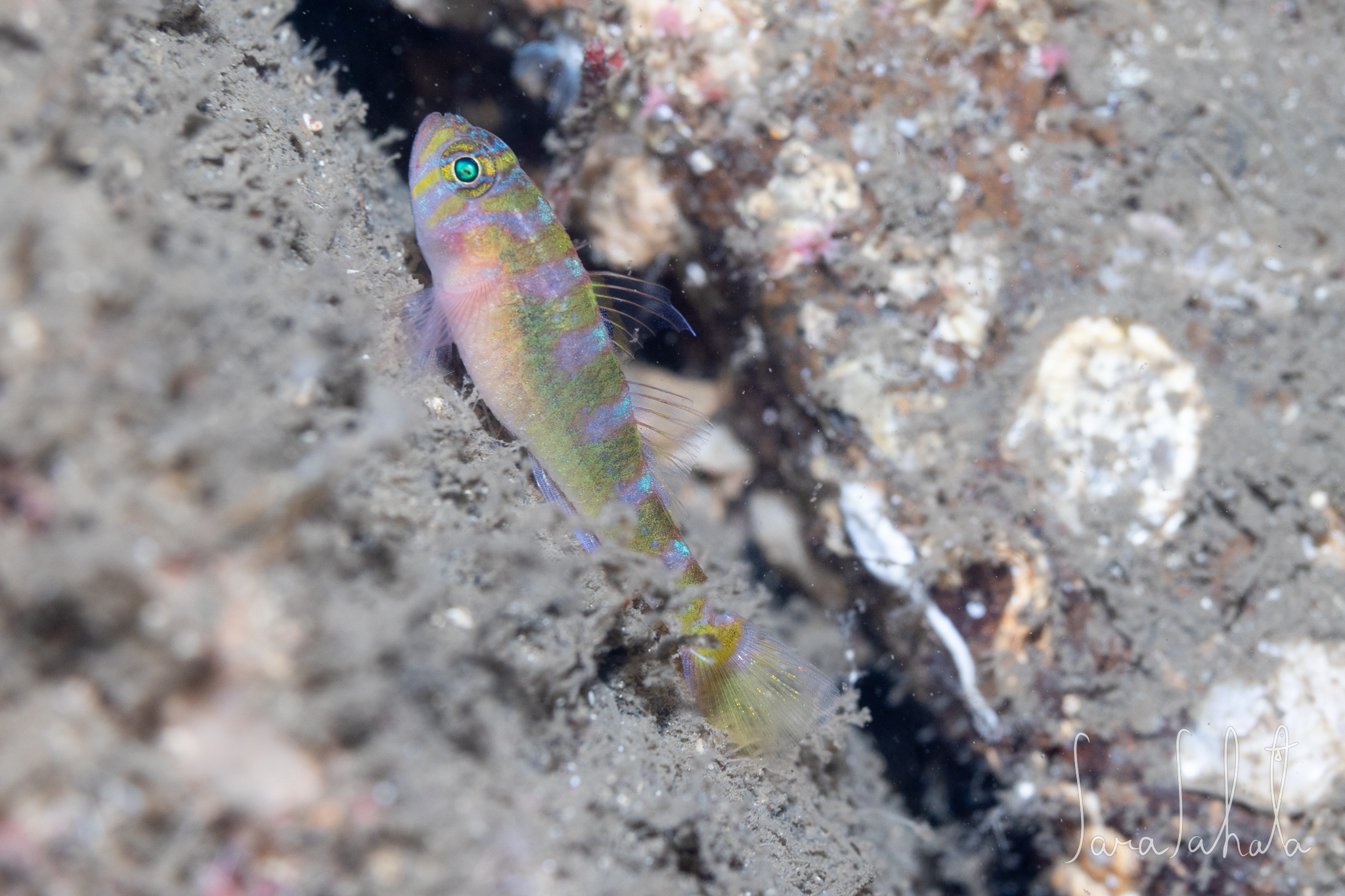 2025/9/19　淡島　-55m