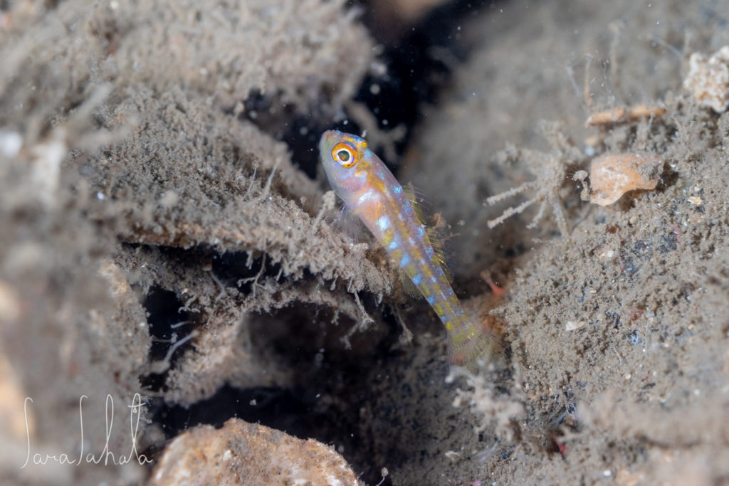 2025/12/23　淡島　-55m